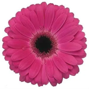 Гербера Аква Малиновая; Россия фото в интернет-магазине Флоранж