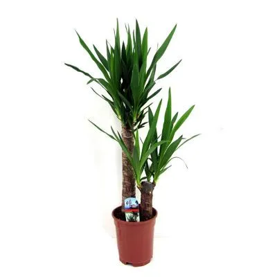 Юкка 17/70 2 ств. фото в интернет-магазине Флоранж Юкка 17/70 2 ств. фото в интернет-магазине Флоранж