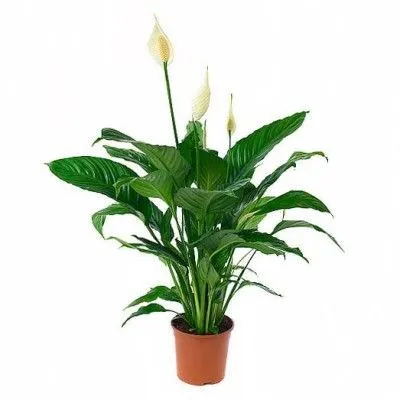 Спатифиллюм Свит Рикардо 13/60 фото в интернет-магазине Флоранж