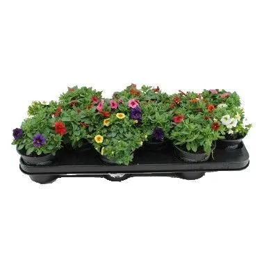 Калибрахоа Микс 10/15 фото в интернет-магазине Флоранж