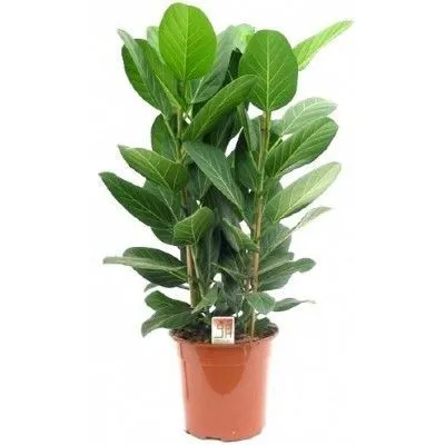 Фикус Бенджамина Аудрей 12/30 фото в интернет-магазине Флоранж