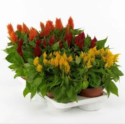 Целозия микс 12/25 фото в интернет-магазине Флоранж