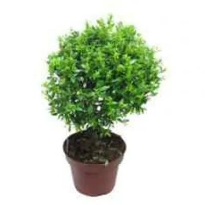 Мирт Коммунис 12/25 штамб фото в интернет-магазине Флоранж