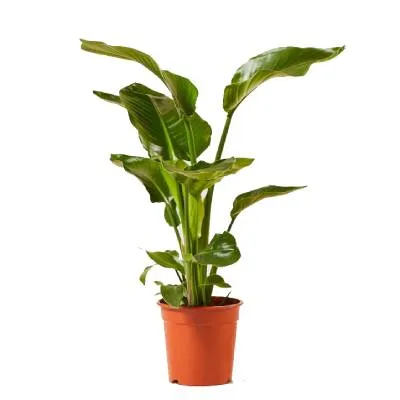 Стрелиция Николай 12/50 фото в интернет-магазине Флоранж