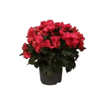 Бегония Пигония 13/30 фото в интернет-магазине Флоранж