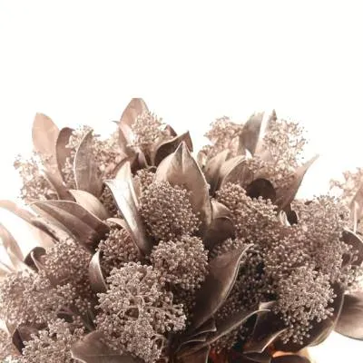 скиммия крашенная Шампань фото в интернет-магазине Флоранж