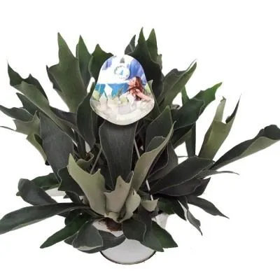 Платицерум Нидерланд 12/30 фото в интернет-магазине Флоранж