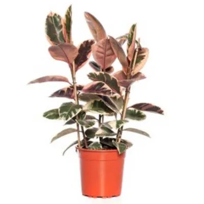 Фикус Эластик Белизе 24/80 3 ств. фото в интернет-магазине Флоранж
