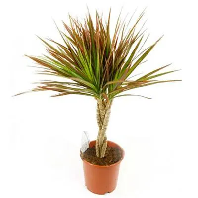 Драцена марджината Биколор 11/50 фото в интернет-магазине Флоранж