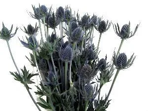 эрингиум Блу Дрим