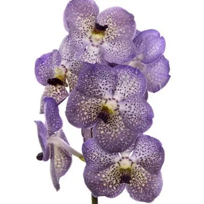 ванда Виолет Блу 535 фото в интернет-магазине Флоранж