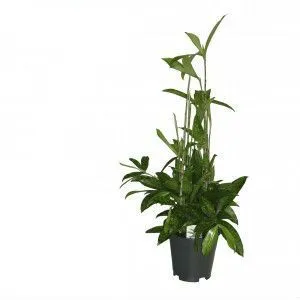 Драцена Суркулоза 12/40 фото в интернет-магазине Флоранж