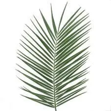 фойникс в вакууме фото вживую в руках, состав, цветовая гамма 