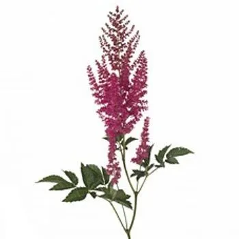 астильба Элс Шлак фото в интернет-магазине Флоранж