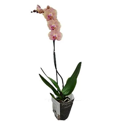 Фаленопсис микс 12/70 1 ств персиковый