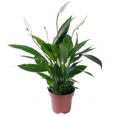 Спатифиллюм Верди 13/40 фото в интернет-магазине Флоранж