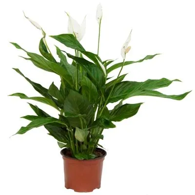 Спатифиллюм Свит Сильвана 24/100 фото в интернет-магазине Флоранж