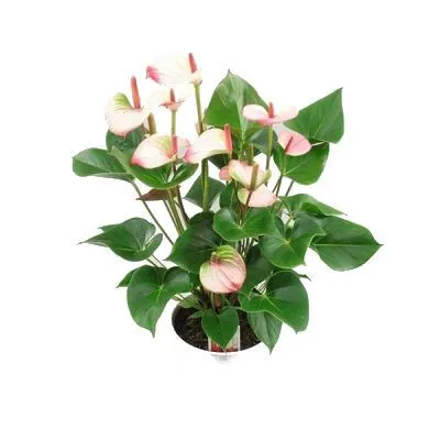 Антуриум Майне 14/50