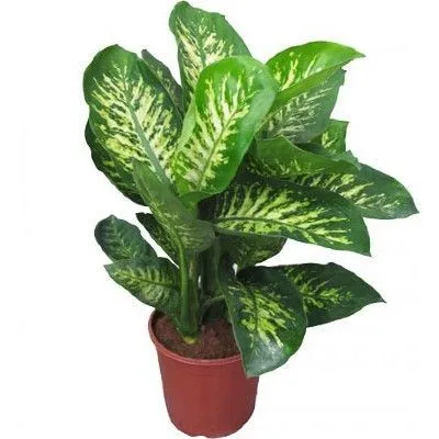 Диффенбахия Тропик Сноу 24/90 фото в интернет-магазине Флоранж