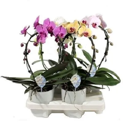 Фаленопсис микс Каскад 12/45 1 ств.