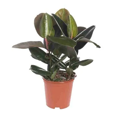 Фикус Эластика Робуста 19/60 фото в интернет-магазине Флоранж