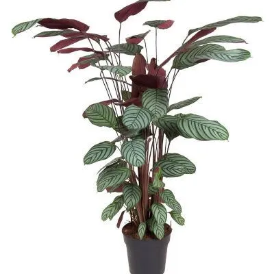 Ктенанта Оппенгейма 24/140 фото в интернет-магазине Флоранж