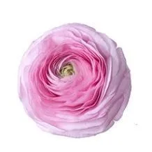 ранункулюс Клуни Пинк