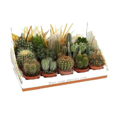 Кактус Микс 05/10 шоубокс фото в интернет-магазине Флоранж