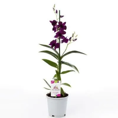 Дендробиум Тай Блэк 11/60 кашпо фото в интернет-магазине Флоранж