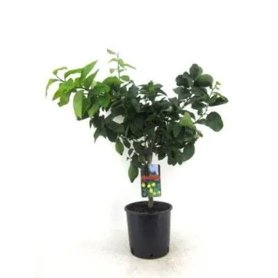 Цитрофортунелла Каламондин Грин Фрут 14/30 фото в интернет-магазине Флоранж