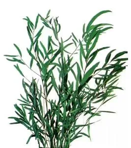 эвкалипт Николи фото в интернет-магазине Флоранж