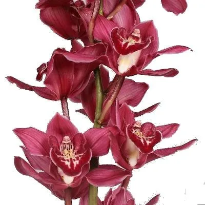 цимбидиум Феррари фото в интернет-магазине Флоранж