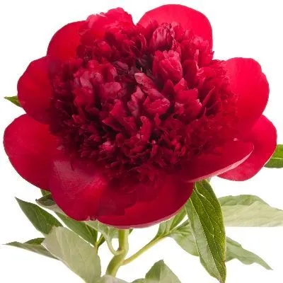 пион Комманд Перфоманс фото в интернет-магазине Флоранж