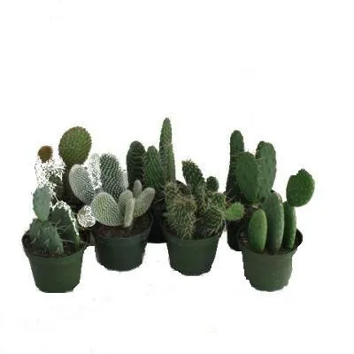 Кактус Опунция 05/10 фото в интернет-магазине Флоранж