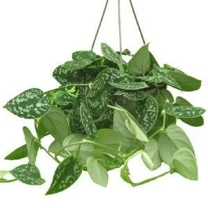 Сциндапсус Пиктус 12/20