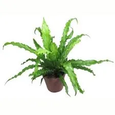 Асплениум Антикум 12/30 фото в интернет-магазине Флоранж