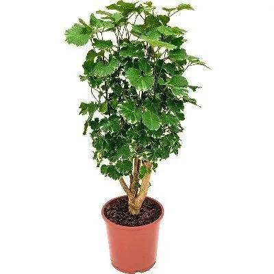 Полисциас Скутеллария Вариегата фото в интернет-магазине Флоранж