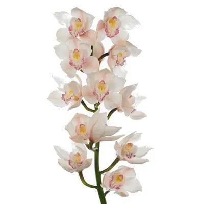 цимбидиум Стеффи фото в интернет-магазине Флоранж