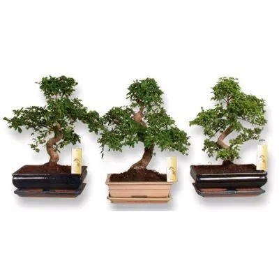 Бонсай Микс 11/15 фото в интернет-магазине Флоранж