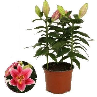 Лилия Ориент Робин 13/45 фото в интернет-магазине Флоранж