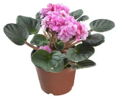 Сениполия Лайт Пинк 12/20 фото в интернет-магазине Флоранж