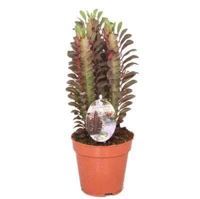 Эуфорбия Тригона Рубра 12/30 фото в интернет-магазине Флоранж