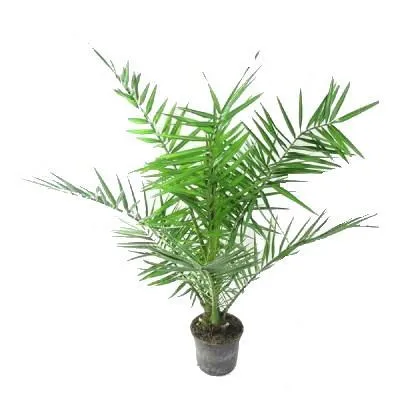 Фойникс Канарский 15/40 фото в интернет-магазине Флоранж