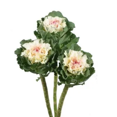 брассика Вайт Леди фото в интернет-магазине Флоранж