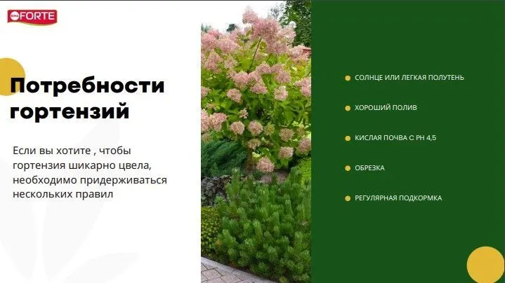 Уход за гортензиями в саду