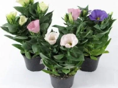 Эустома микс 12/25 фото в интернет-магазине Флоранж