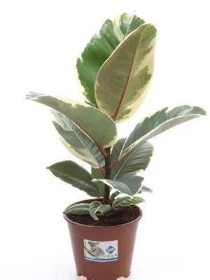 Фикус Эластик Тинеки 14/40 фото в интернет-магазине Флоранж