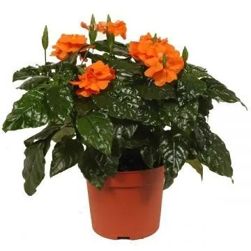 Кроссандра Фортуна 13/30 фото в интернет-магазине Флоранж