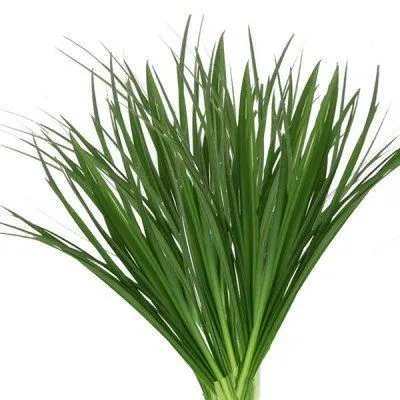 лилиграсс пучок фото в интернет-магазине Флоранж