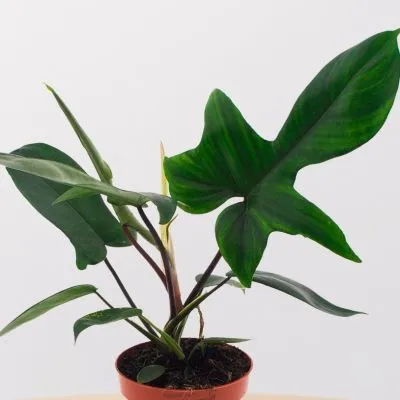 Филодендрон Флорида Грин 12/35 фото в интернет-магазине Флоранж